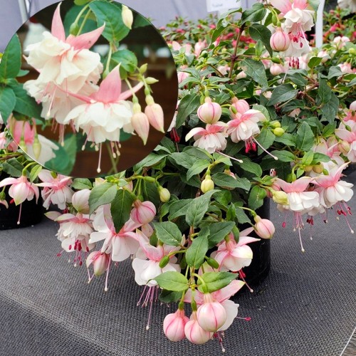 Fuchsia 'Leonita Double Pink-White' - Fuksia 'Leonita Double Pink-White' 